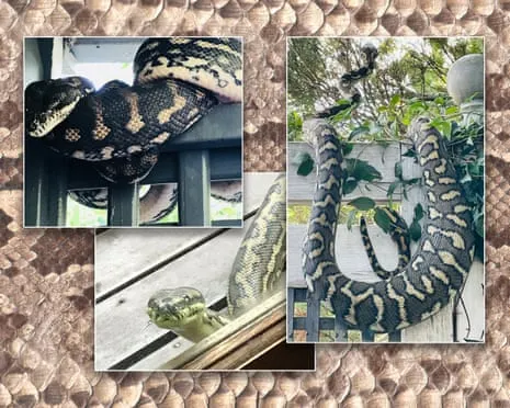 Embracing the Reptiles in the Overhead Space: A Transformation from Dread to Admiration